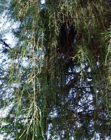 Fotografia de capa Cupressus cashmeriana - do Jardim Botânico