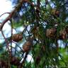 Fotografia 3 da espécie Cupressus cashmeriana do Jardim Botânico UTAD