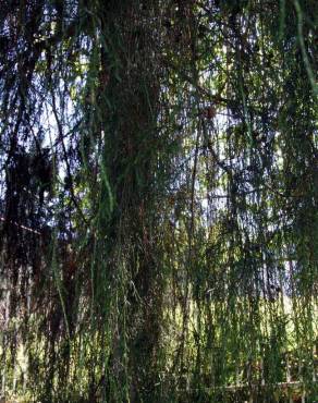 Fotografia 4 da espécie Cupressus cashmeriana no Jardim Botânico UTAD