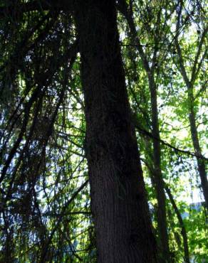 Fotografia 5 da espécie Cupressus cashmeriana no Jardim Botânico UTAD