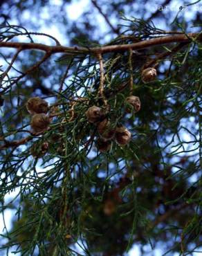 Fotografia 8 da espécie Cupressus cashmeriana no Jardim Botânico UTAD