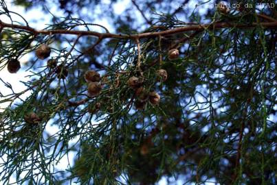 Fotografia da espécie Cupressus cashmeriana