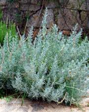 Fotografia da espécie Lavandula hybrida