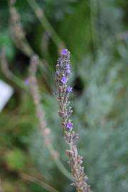 Fotografia da espécie Lavandula hybrida