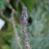 Fotografia 3 da espécie Lavandula hybrida do Jardim Botânico UTAD