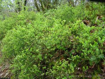 Fotografia da espécie Vaccinium myrtillus