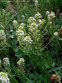 Fotografia da espécie Lepidium heterophyllum