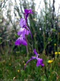 Fotografia da espécie Linaria elegans