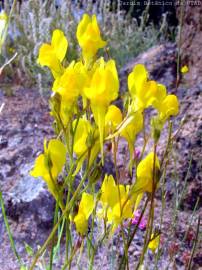 Fotografia da espécie Linaria spartea