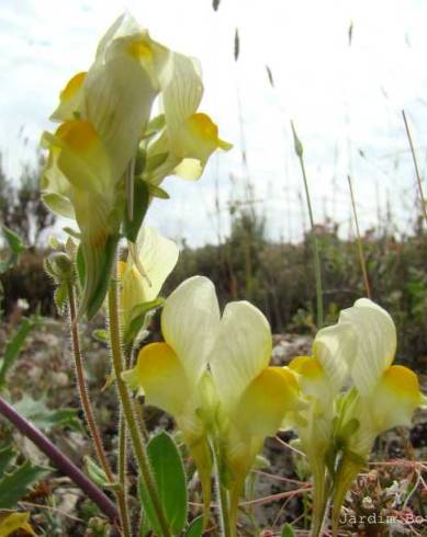 Fotografia de capa Linaria supina subesp. maritima - do Jardim Botânico