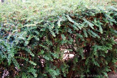 Fotografia da espécie Lonicera nitida