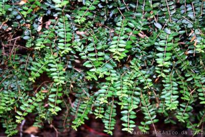 Fotografia da espécie Lonicera nitida