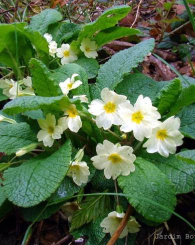 Fotografia de capa Primula acaulis subesp. acaulis - do Jardim Botânico