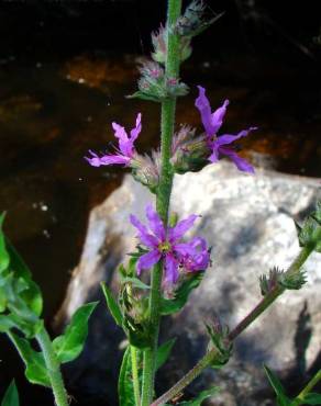 Fotografia 5 da espécie Lythrum salicaria no Jardim Botânico UTAD