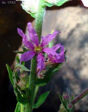 Fotografia 6 da espécie Lythrum salicaria no Jardim Botânico UTAD