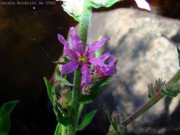 Fotografia da espécie Lythrum salicaria