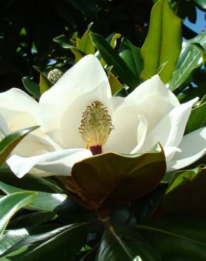 Fotografia 3 da espécie Magnolia grandiflora no Jardim Botânico UTAD