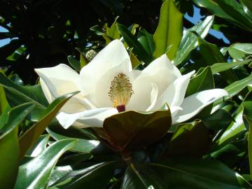 Fotografia da espécie Magnolia grandiflora