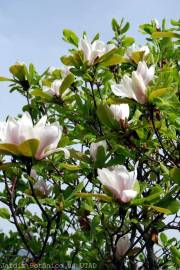 Fotografia da espécie Magnolia x soulangeana