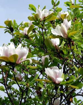 Fotografia 3 da espécie Magnolia x soulangeana no Jardim Botânico UTAD