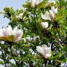 Fotografia 3 da espécie Magnolia x soulangeana do Jardim Botânico UTAD