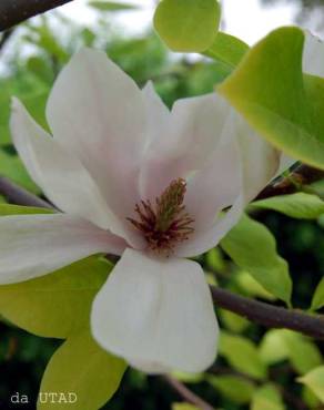 Fotografia 4 da espécie Magnolia x soulangeana no Jardim Botânico UTAD