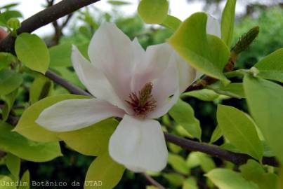Fotografia da espécie Magnolia x soulangeana
