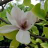 Fotografia 4 da espécie Magnolia x soulangeana do Jardim Botânico UTAD