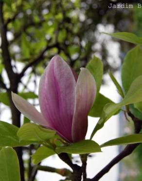 Fotografia 5 da espécie Magnolia x soulangeana no Jardim Botânico UTAD