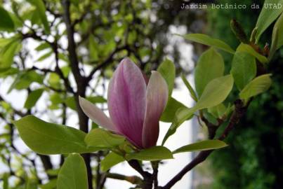 Fotografia da espécie Magnolia x soulangeana