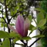Fotografia 5 da espécie Magnolia x soulangeana do Jardim Botânico UTAD