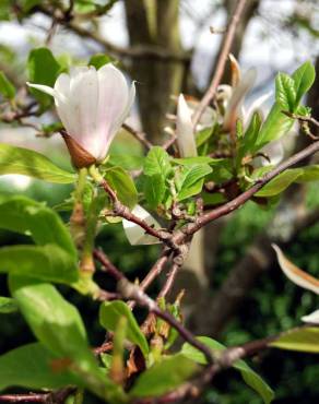 Fotografia 6 da espécie Magnolia x soulangeana no Jardim Botânico UTAD
