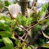 Fotografia 6 da espécie Magnolia x soulangeana do Jardim Botânico UTAD