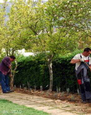 Fotografia 8 da espécie Magnolia x soulangeana no Jardim Botânico UTAD