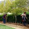 Fotografia 8 da espécie Magnolia x soulangeana do Jardim Botânico UTAD