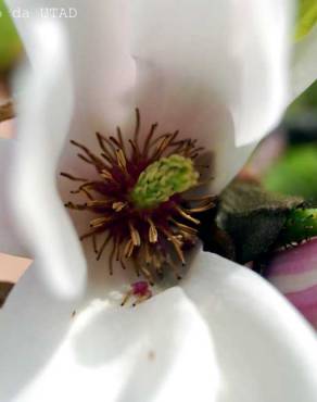 Fotografia 9 da espécie Magnolia x soulangeana no Jardim Botânico UTAD