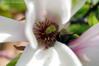 Fotografia da espécie Magnolia x soulangeana