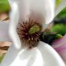 Fotografia 9 da espécie Magnolia x soulangeana do Jardim Botânico UTAD