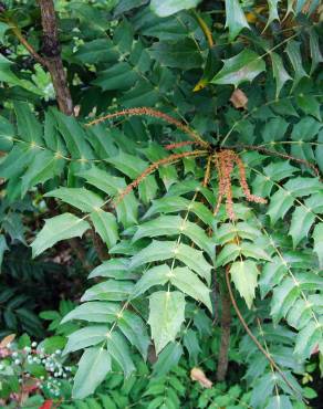 Fotografia 3 da espécie Mahonia fortunei no Jardim Botânico UTAD