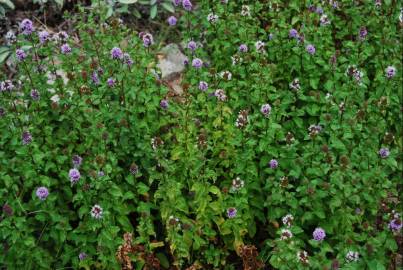 Fotografia da espécie Mentha aquatica