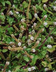 Mentha x rotundifolia