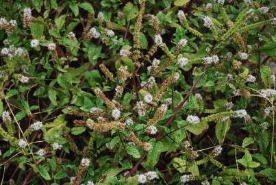 Fotografia da espécie Mentha x rotundifolia