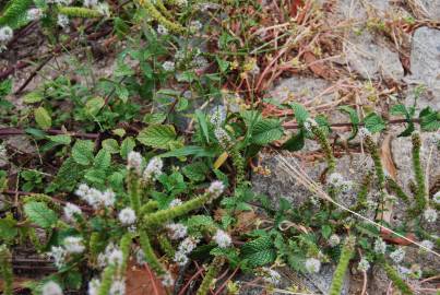 Fotografia da espécie Mentha x rotundifolia