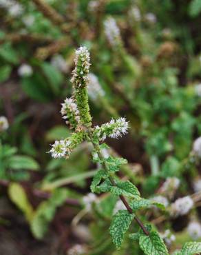 Fotografia 3 da espécie Mentha x rotundifolia no Jardim Botânico UTAD