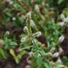 Fotografia 3 da espécie Mentha x rotundifolia do Jardim Botânico UTAD