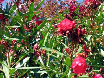 Fotografia da espécie Nerium oleander