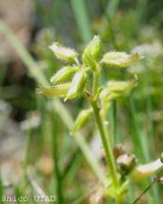 Fotografia da espécie Cerastium diffusum