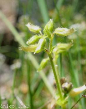 Fotografia 1 da espécie Cerastium diffusum no Jardim Botânico UTAD