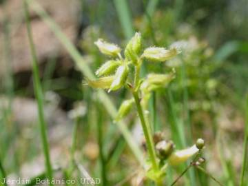 Fotografia da espécie Cerastium diffusum