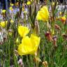 Fotografia 5 da espécie Oenothera glazioviana do Jardim Botânico UTAD